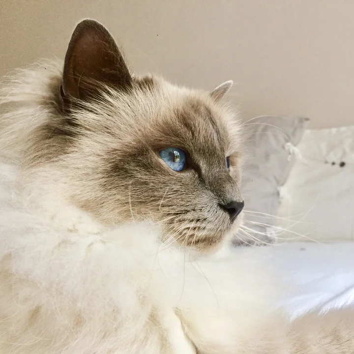 Happy, chat au masque gris et aux yeux bleus, allongé sur un lit