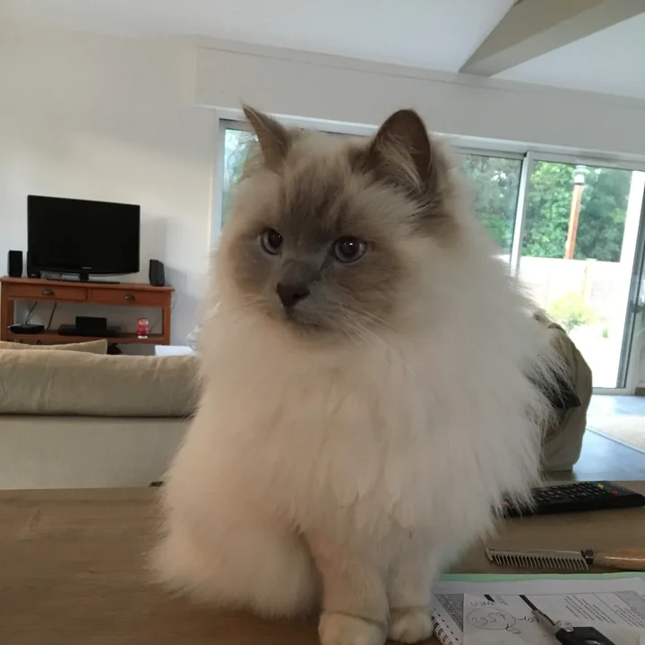 Idéo, chat sacré de Birmanie au poil long et aux yeux bleus, debout sur la table du salon