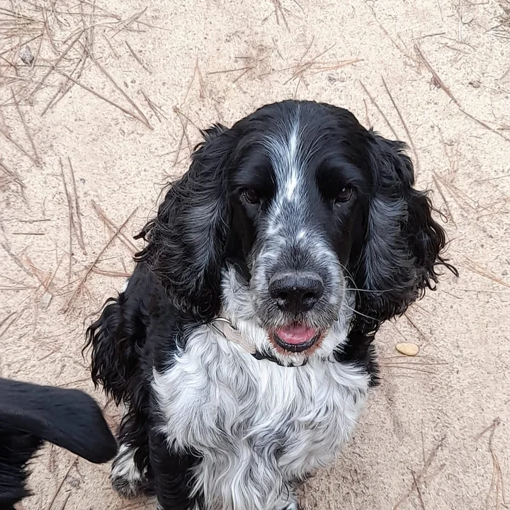 Mahalo, cocker anglais noir et blanc, assis dans le sable de la forêt