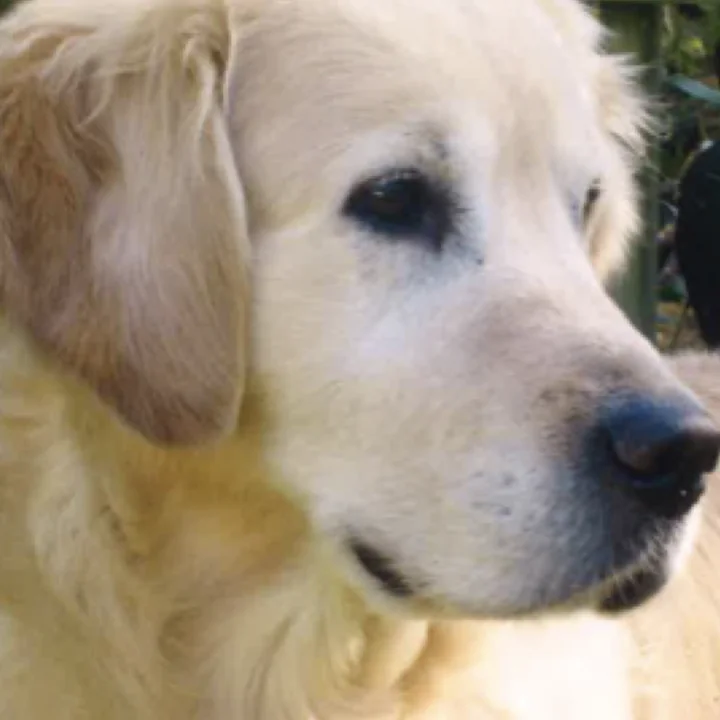 Olsen, golden retriever au poil crème, de profil devant un massif du jardin