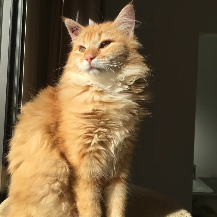 Roudoudou, chat roux à poil long, assis dans la lumière d'une fenêtre
