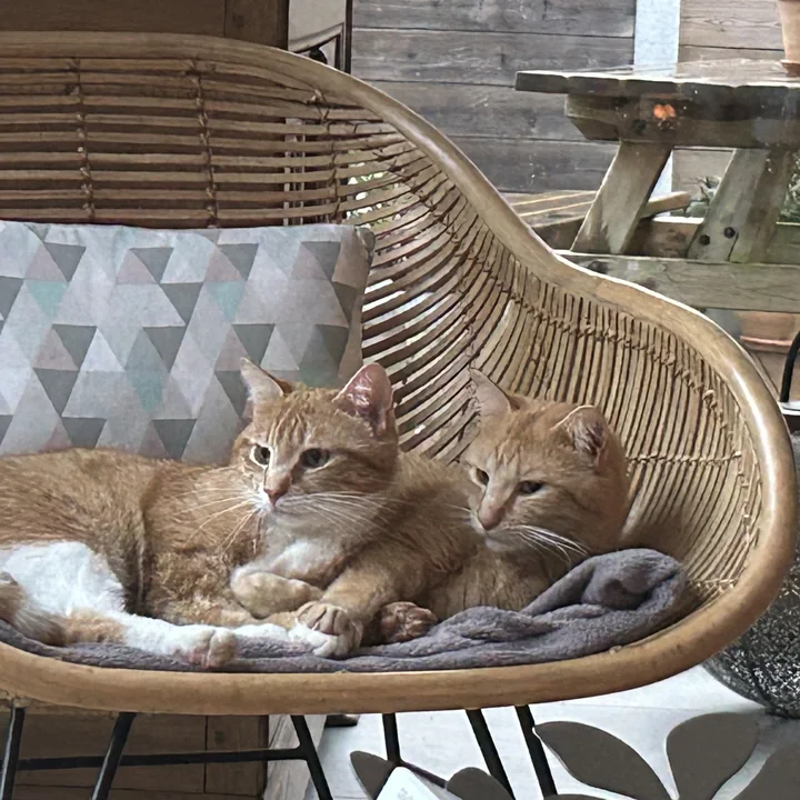 Yuzu et Yummy, deux chats roux allongés côte à côte dans un fauteuil en rotin