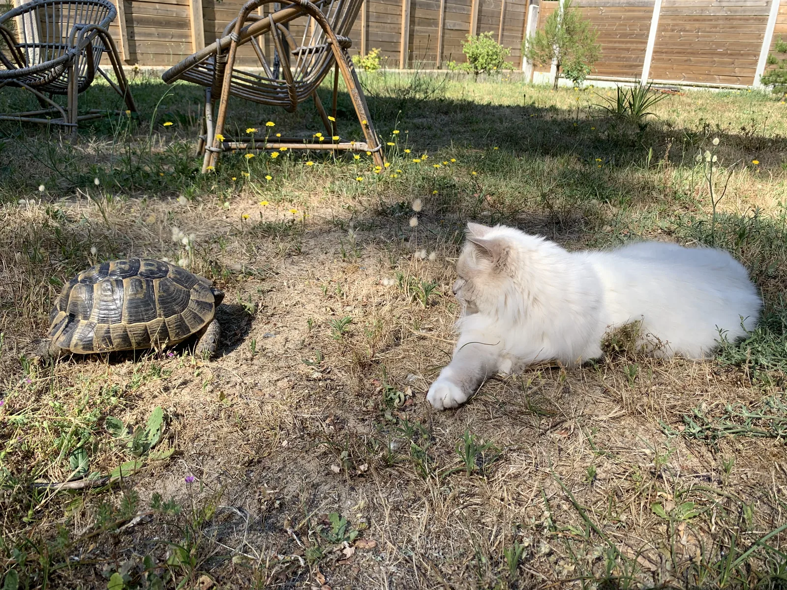 Un chat blanc et une tortue côte à côte dans l'herbe du jardin