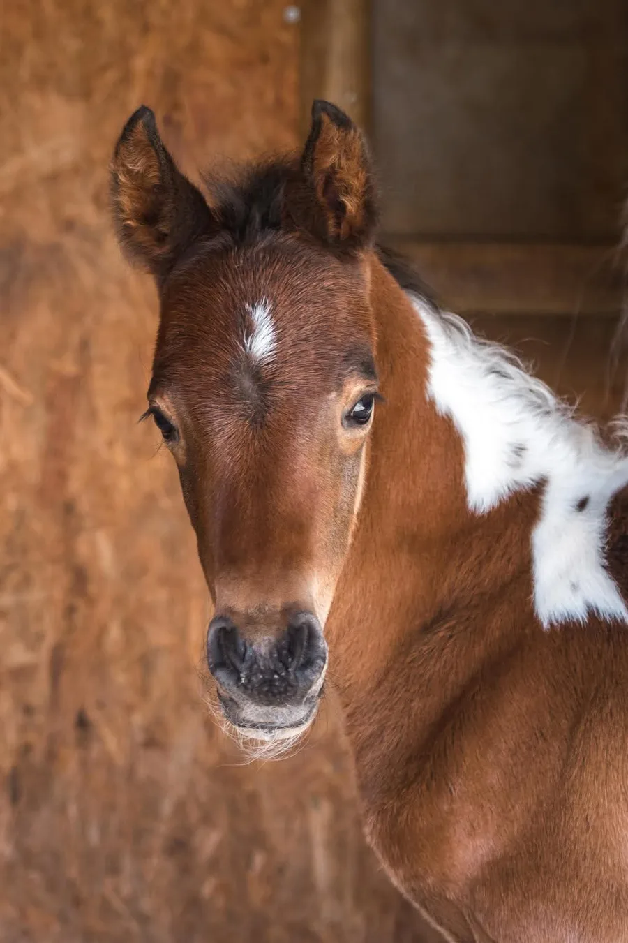 Un jeune poulain dans une prairie