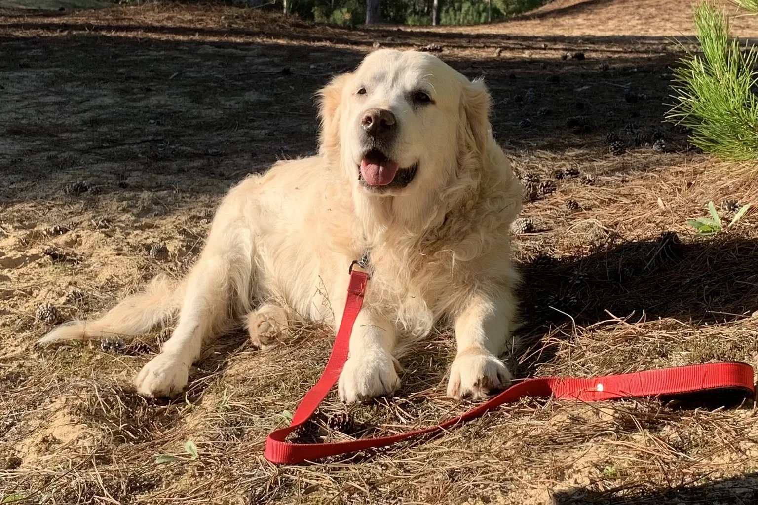 Fudgee, le golden retriever de Sandra, couché dans une pinède, sa laisse rouge posée devant lui