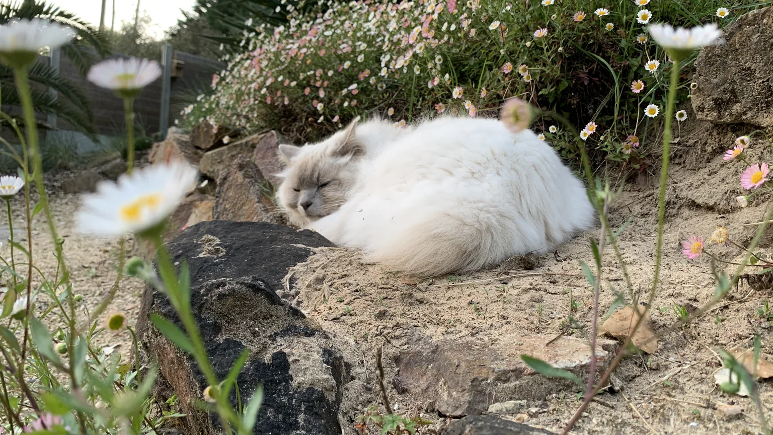 Idéo, le chat de Sandra, endormi en boule dans les pâquerettes