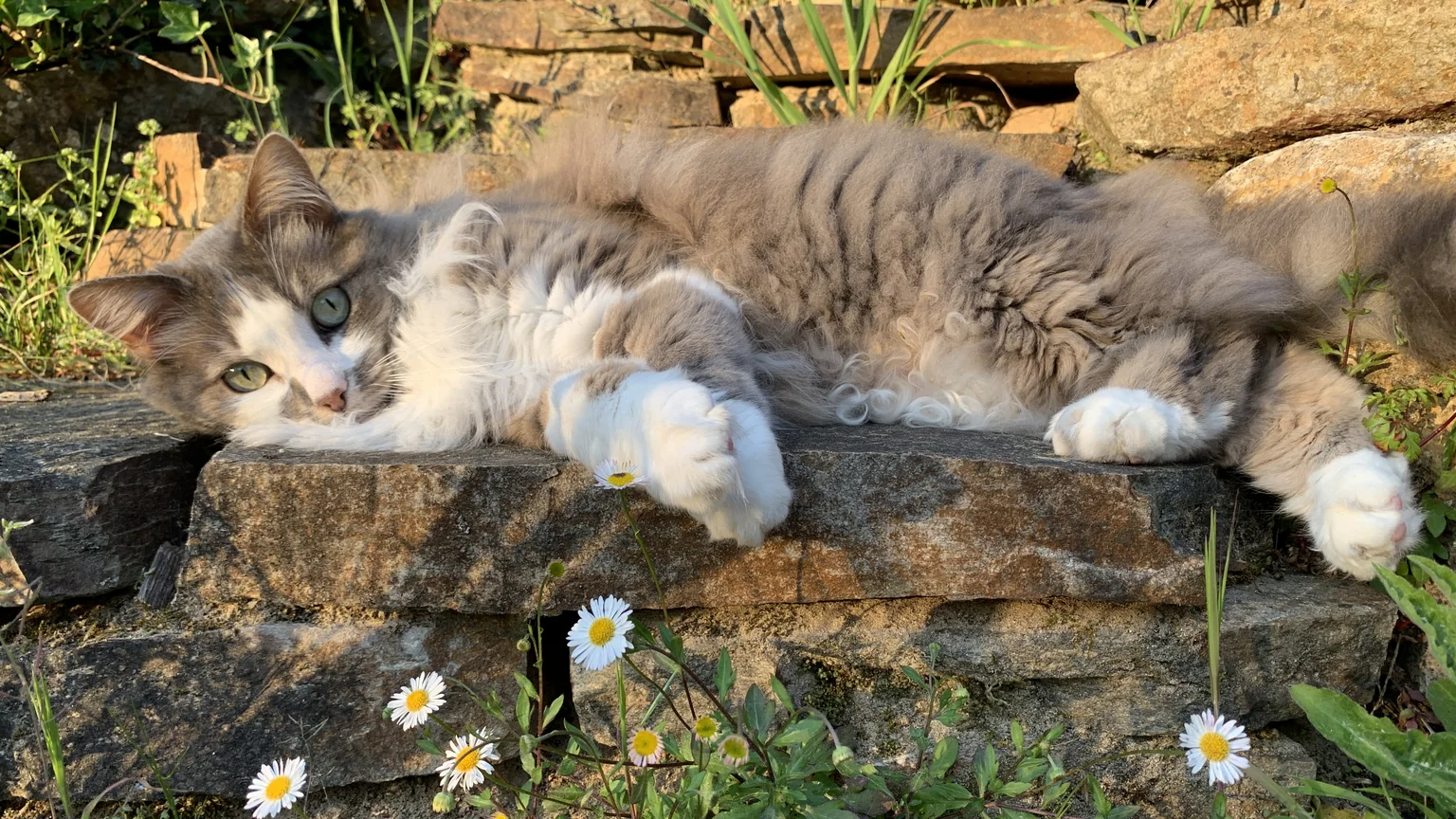 Iris, l'un des chats de Sandra, allongé sur un muret de pierre parmi les pâquerettes, le regard tourné vers vous