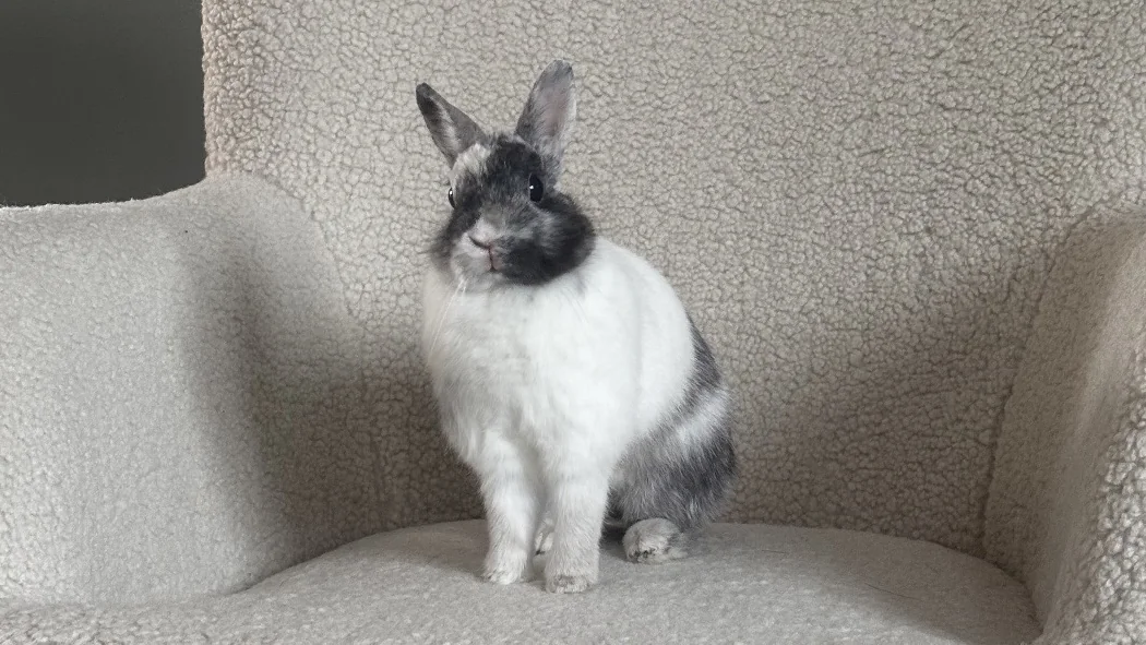 Ness, le lapin de Sandra, assis bien droit sur un fauteuil en laine bouclée