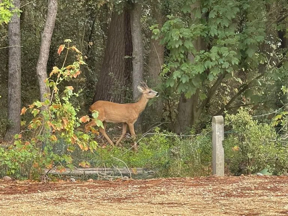 Un chevreuil à la lisière du bois, derrière la clôture du jardin