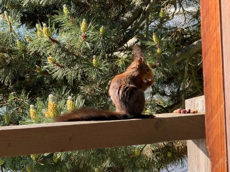 Un écureuil roux assis sur la rambarde de la terrasse, devant un pin