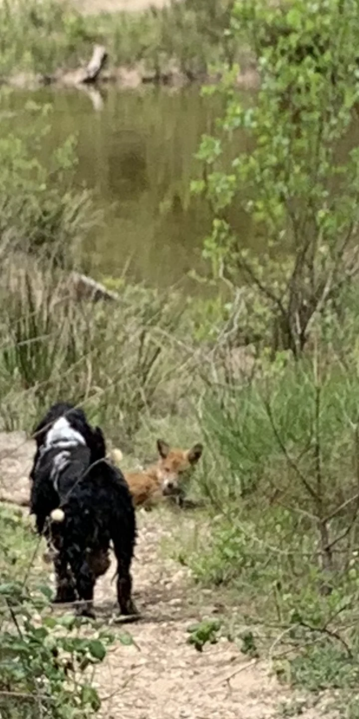 Mahalo face à une renarde, sur un sentier au bord de l'eau